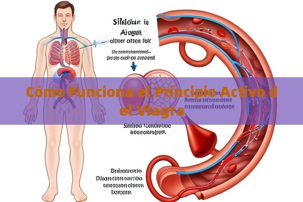 Cómo Funciona el Principio Activo del Viagra - Viagra y Priligy