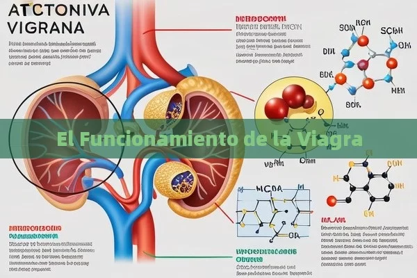 El Funcionamiento de la Viagra - Viagra y Priligy